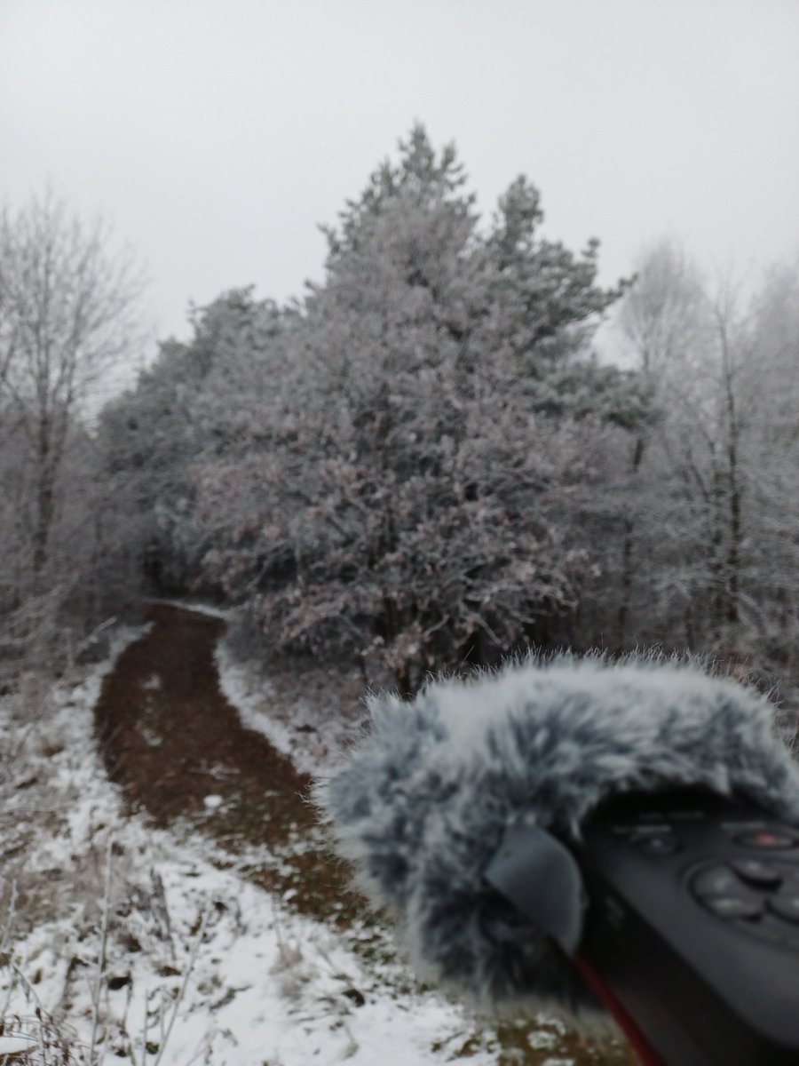 Miaquirele's tweet photo. Dziś w terenie zebrałam nowe nagrania terenowe. W moim mieście śniegu nie ma, ale na wyższej wysokości pokrywa śnieżna już występuje, a temperatura po zmroku szybko spada https://t.co/0fRfO97zrN
