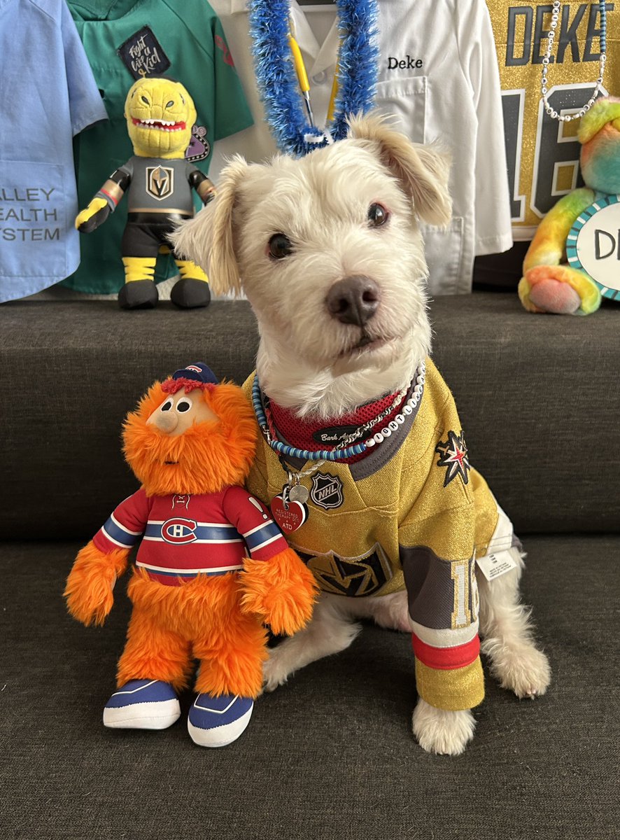 I’m ready for the hockey!
~ Deke🐾
#GoKnightsGo
#VegasBorn                
#MTLvsVGK  
#GameFace