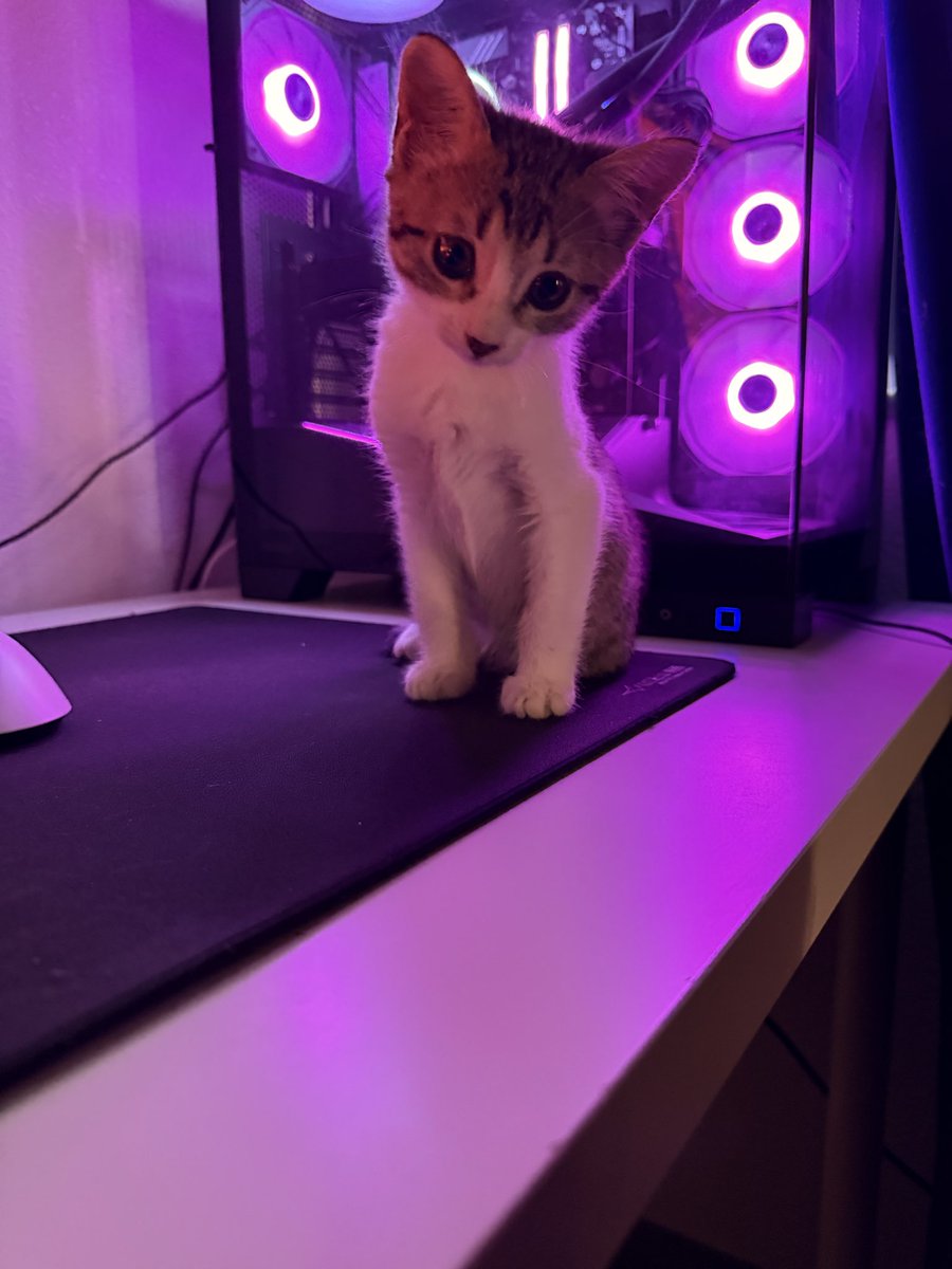 SkyyyVAL's tweet photo. @maple_edits Look at my meow meows😁 https://t.co/B6pCkzdm0X