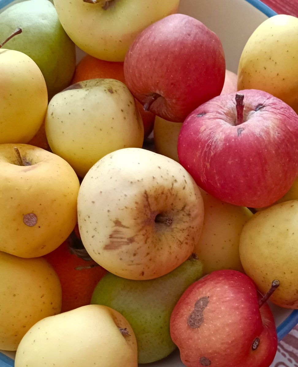 Ora senza cadere nella retorica esaltazione del buon tempo antico di certi boschivi boscosi 😉 le mele 🍏🍎che mi portano i miei dalla campagna (bruttine e vermifornite) sono così buone da essere ineffabili come l'estasi di Dante 🤪