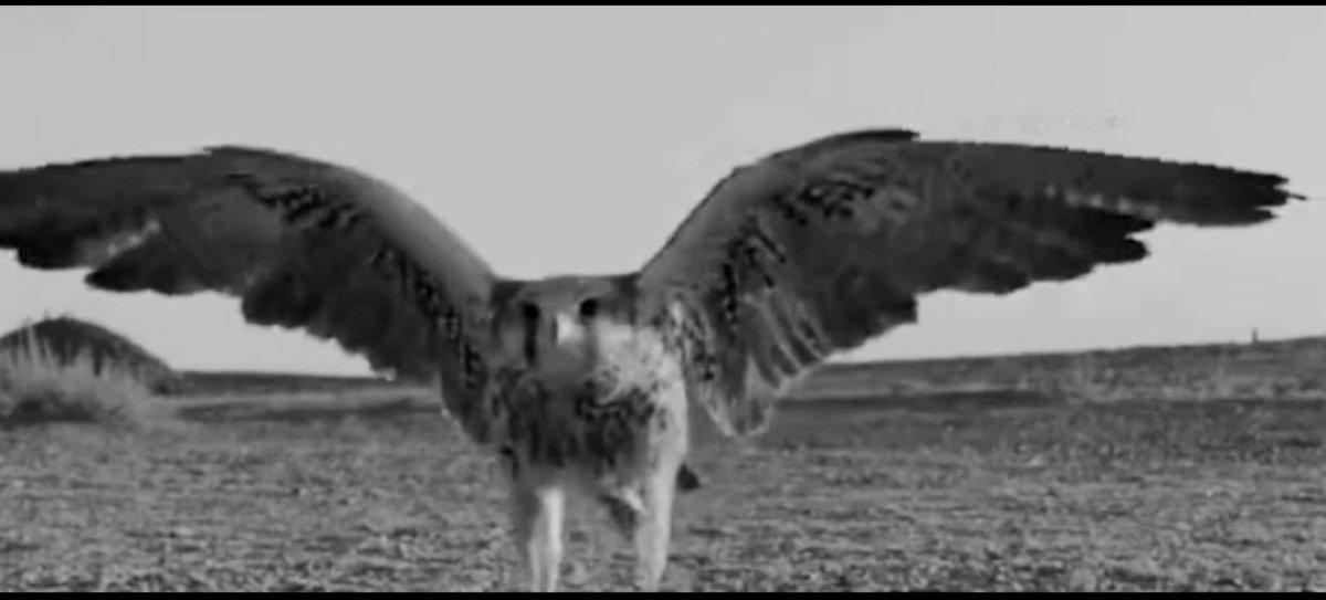 مدري وش يحدّك على الارض ياطير
  وانت الله اوجد لك جناح و عزيمه