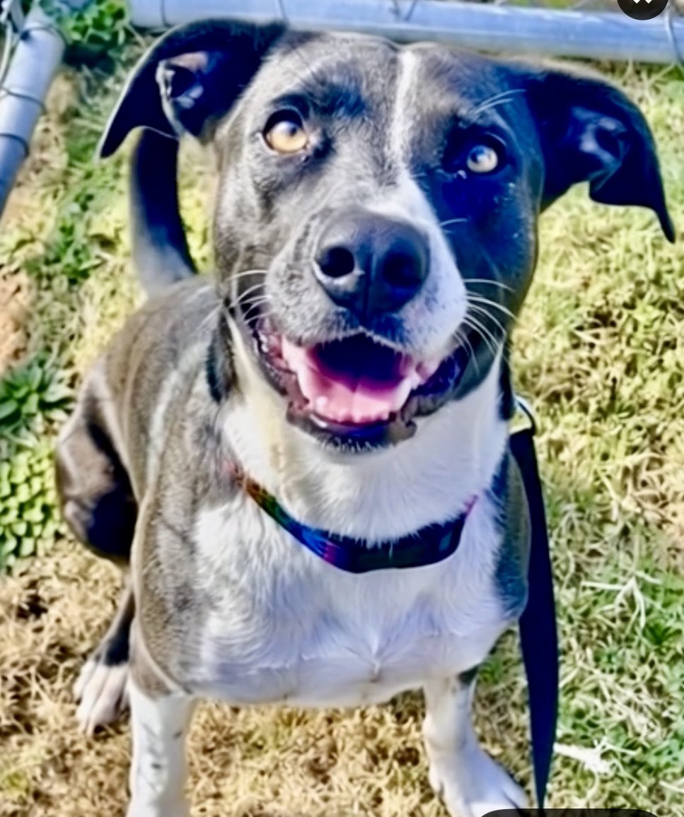 Leporidae11410's tweet image. There&apos;s a playful side to Pumpkin that we never see,  simply because she&apos;s so DESPERATE &amp;amp; afraid.

Whatcha DOIN&apos;?&quot;
Darling PUMPKIN 🎃 #A343706 wants to know!  

On this beautiful Holiday season she&apos;d  ❤️ love to be part of someone&apos;s life, to experience total acceptance for the…