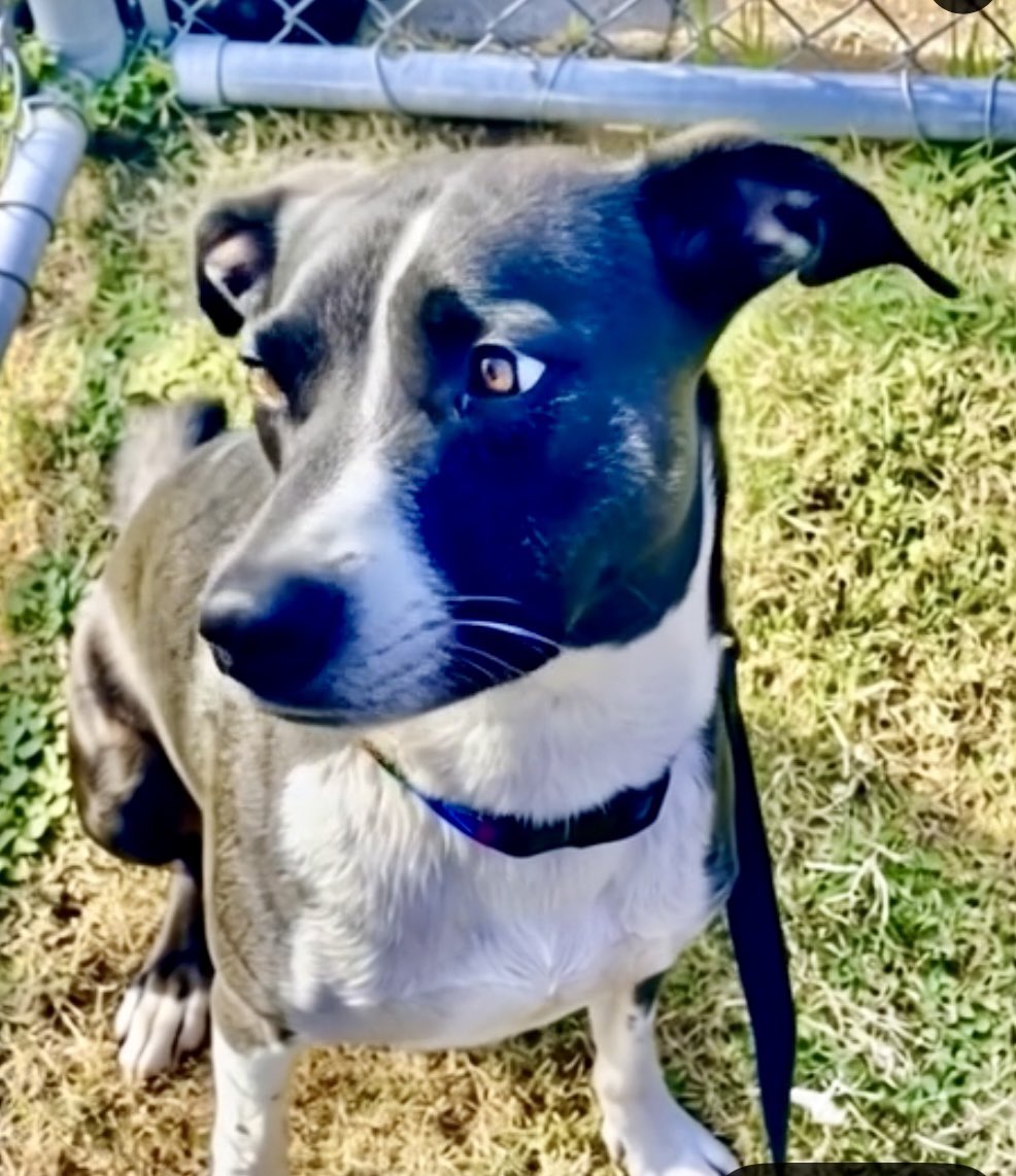 Leporidae11410's tweet image. There&apos;s a playful side to Pumpkin that we never see,  simply because she&apos;s so DESPERATE &amp;amp; afraid.

Whatcha DOIN&apos;?&quot;
Darling PUMPKIN 🎃 #A343706 wants to know!  

On this beautiful Holiday season she&apos;d  ❤️ love to be part of someone&apos;s life, to experience total acceptance for the…