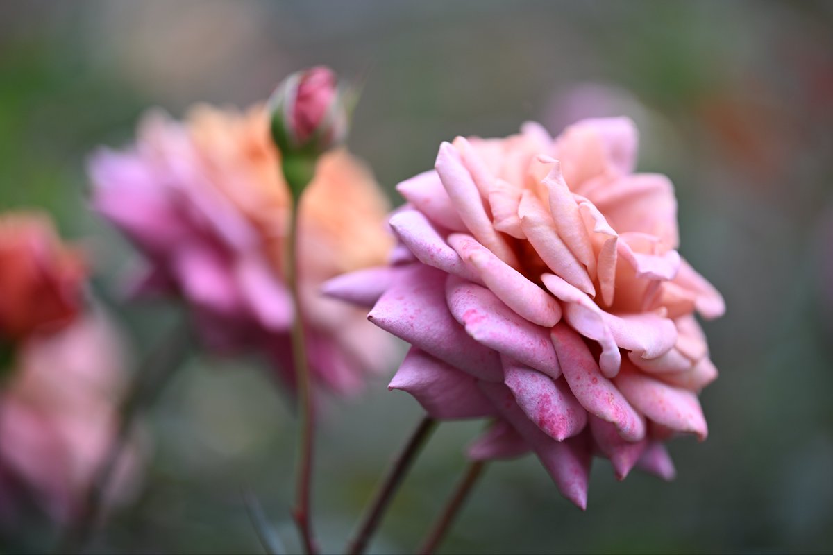 📸kazumi (@zf1118kazumi) / Posts / X