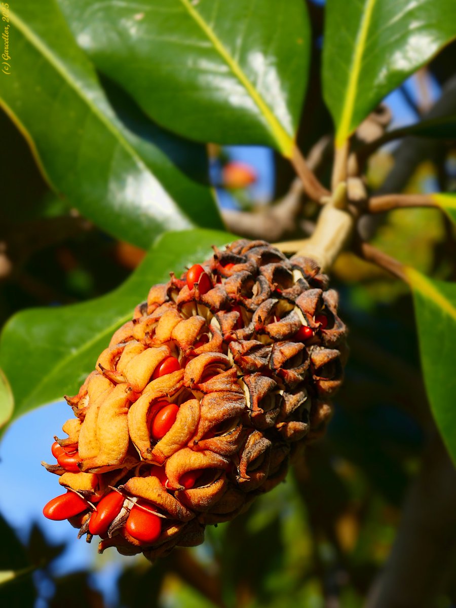 Fruto de Magnolia grandiflora

Parque Juan Carlos I, Madrid, España. Noviembre de 2025.  

#garcellor #magnoliagrandiflora #magnolia #parquejuancarlosi #coloresdeotoño