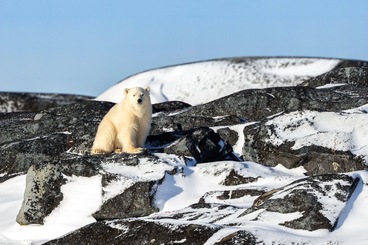 TCNaturePhotos's tweet image. King of the hill! 🐻‍❄️

#polarbear #exploremanitoba #twitternaturecommunity