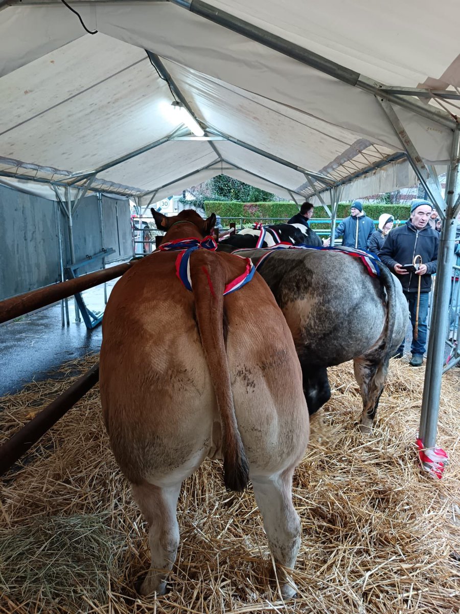 🤩Dimanche 19 novembre 2025, <a href="/Interbev_HDF/">Interbev Hauts-de-France</a> était présent pour participer au jury du concours de bovins rassemblant les meilleurs #bovins de notre territoire à la Foire agricole Ste Catherine organisée par la <a href="/VilledeBreteuil/">Ville de Breteuil</a>. En partenariat avec <a href="/ElveaFrance/">ELVEA FRANCE</a> <a href="/OceaneDerecourt/">Océane DERECOURT</a>