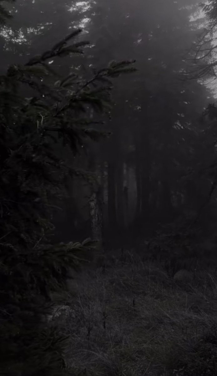 NIN75_'s tweet image. At the edge of the forest......