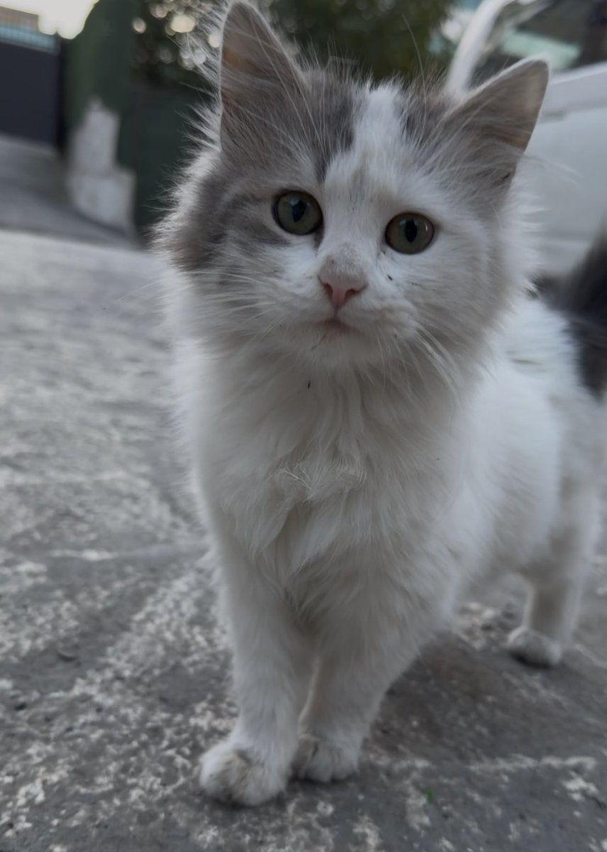 Porselen bebek gibi bi güzellik. İstanbul bu şans ayağına bi kez gelir!!!