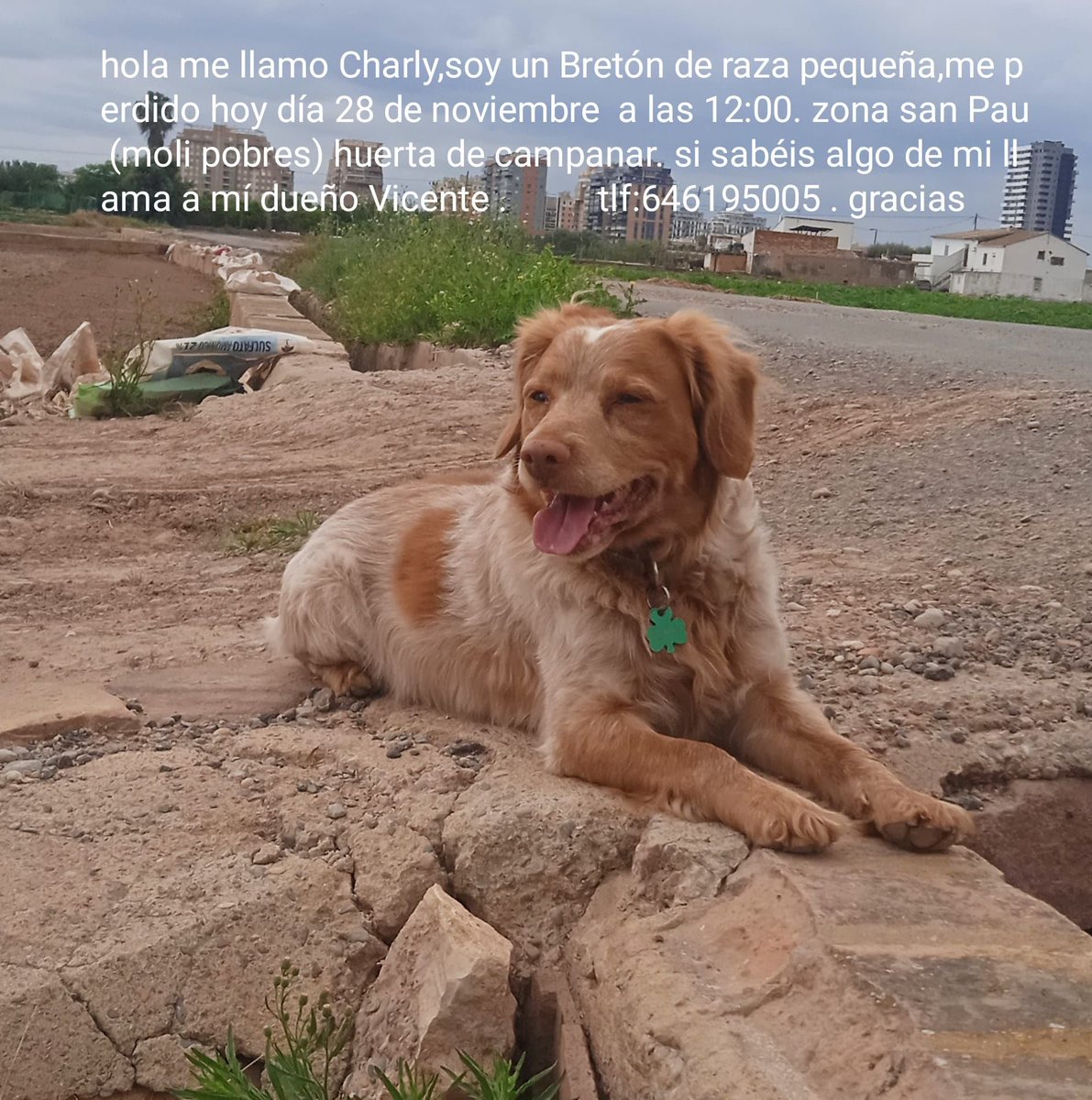 lourmatoses's tweet photo. Hola sóc Charly, m he perdut i la meua familia està molt preocupada. Disfussió per fa
VICENT 646195005
Moltes gràcies
#campanar https://t.co/JESgj6HY69
