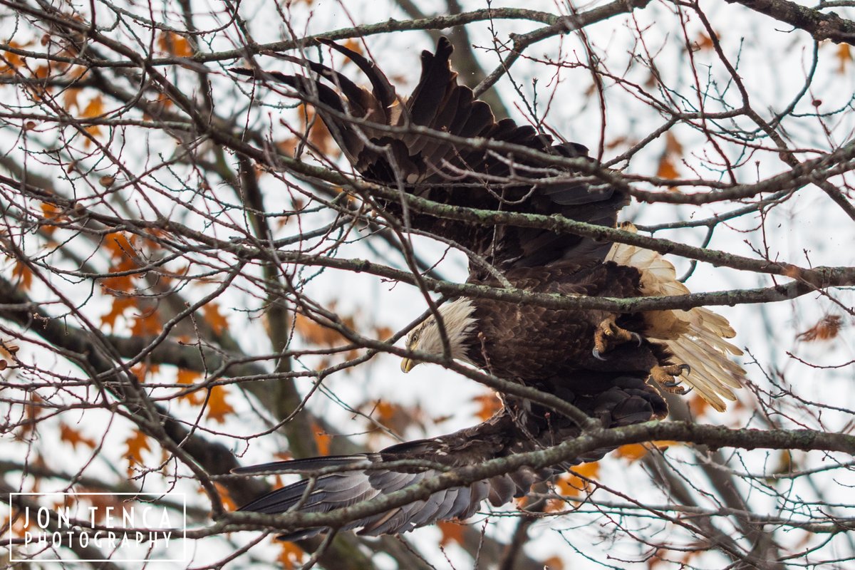 JonTenca30's tweet photo. Caught my first Bald Eagle shots of the winter on Irondequoit Bay this afternoon!
#Nature #Outdoors #AnimalWildlife #Bird #Birding #BaldEagle #NewYork #NY #Wildlife #Animals #NewYork #NY #WesternNY #WesternNewYork #NYWildlife #Canon #CanonPhotography #WildlifePhotography https://t.co/EqV6qmxQPp