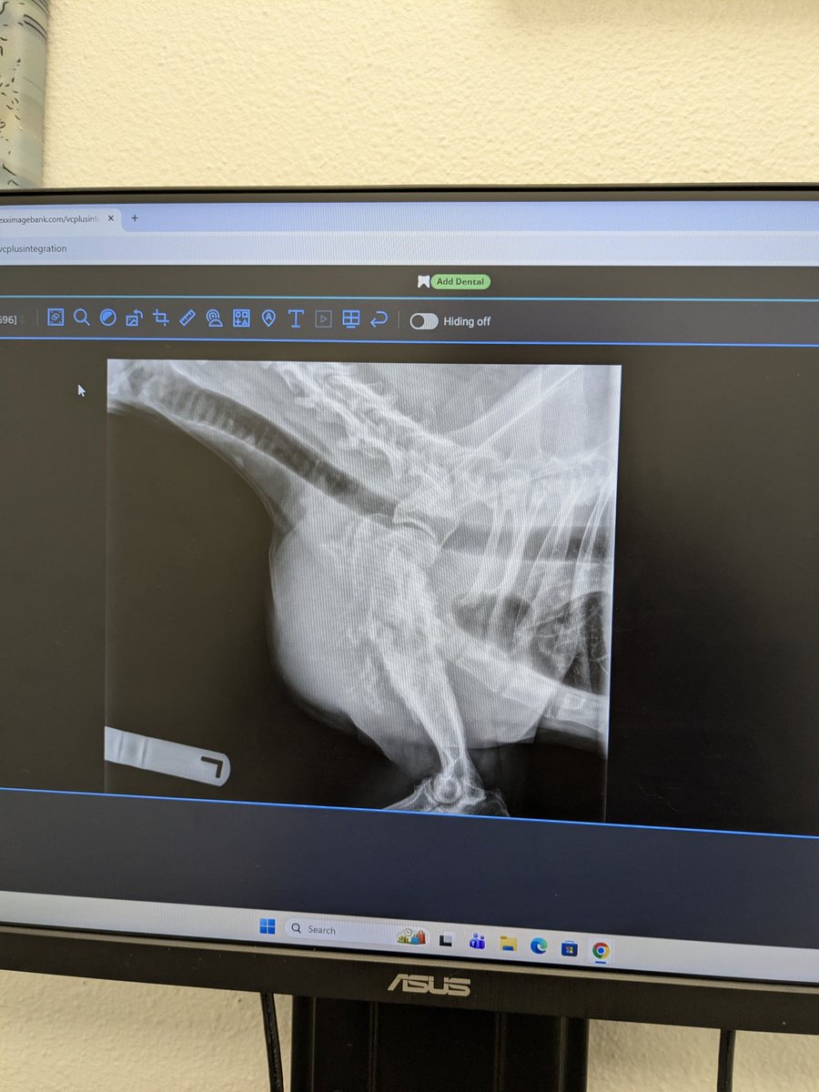 PostalDog tweet media