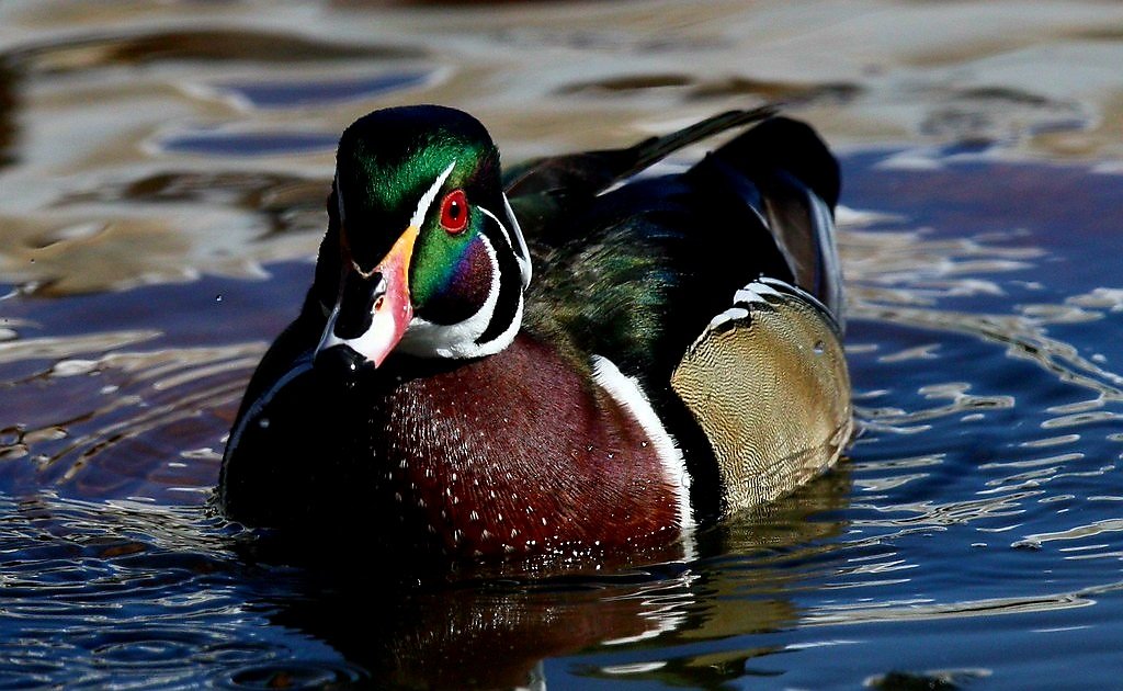 CapeHomepage's tweet image. Male Wood Duck in breeding colors in the Child&apos;s River in East Falmouth, #CapeCod.