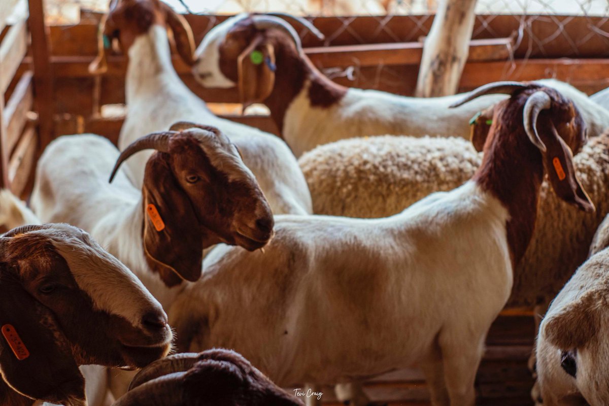 bossolamilekan1's tweet image. BOM FARMS
Thank God for making things go smoothly as planned 🙏