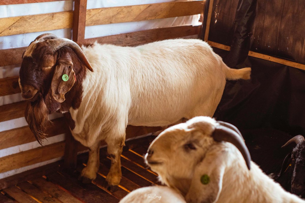 bossolamilekan1's tweet image. BOM FARMS
Thank God for making things go smoothly as planned 🙏