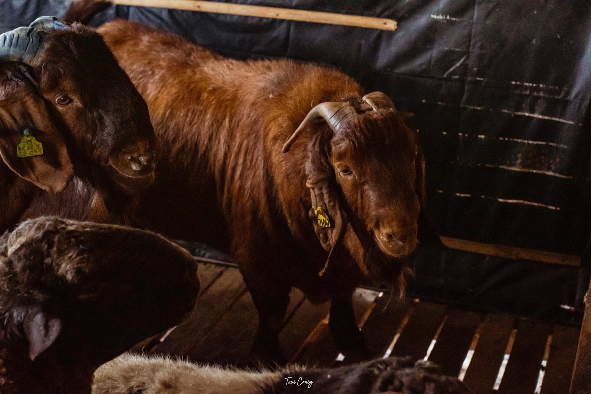 bossolamilekan1's tweet image. BOM FARMS
Thank God for making things go smoothly as planned 🙏