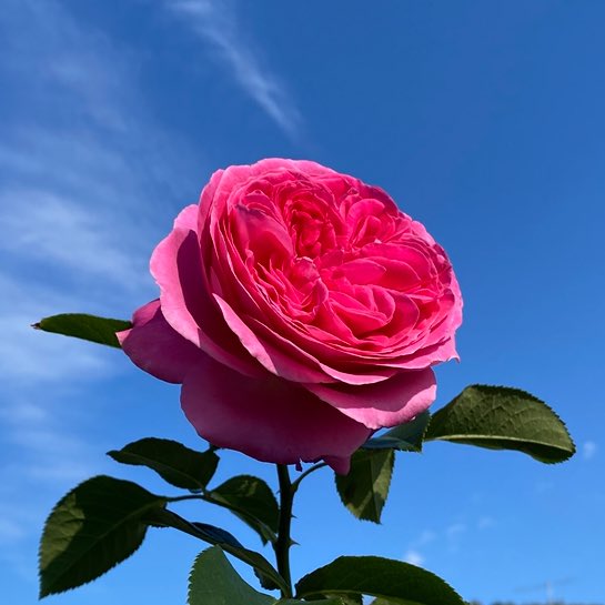 ひろみ 🦋 (@u90pVKxMdO9ffre) / Posts / X