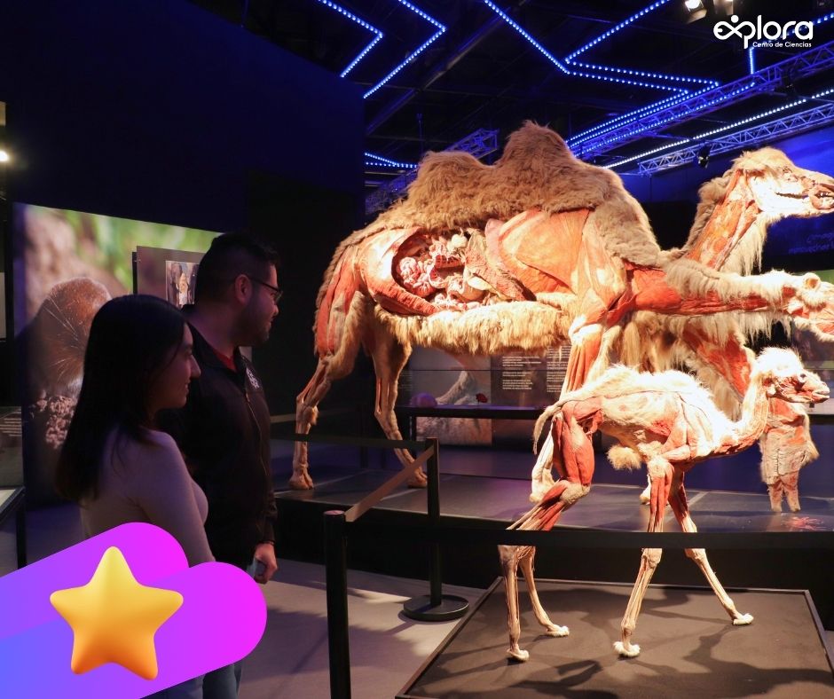 ExploraLeon's tweet image. Este fin de semana arma el date perfecto en Explora 

Vive la experiencia internacional de Animal Inside Out, explora nuestras salas interactivas, asómbrate con los dinosaurios en 3D en “Planeta Prehistórico”, súbete al  Girotrón y cierra el día bajo &quot;Noche de las estrellas&quot;.