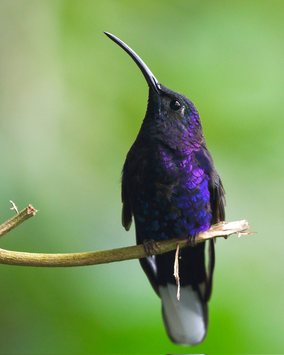 himanshuguptapr's tweet photo. #Bird ID: Violet #Sabrewing
#Canon Gears
#BirdsSeenIn2025 #birdwatching #birdphotography #wildlifephotography #canonphotography #TwitterNatureCommunity #nature #photographyoftheday #birdtonic #birds #CostaRica
@natgeowild #wildlife #wild #BirdsOfTwitter #puravida https://t.co/oz9mgOnnv4