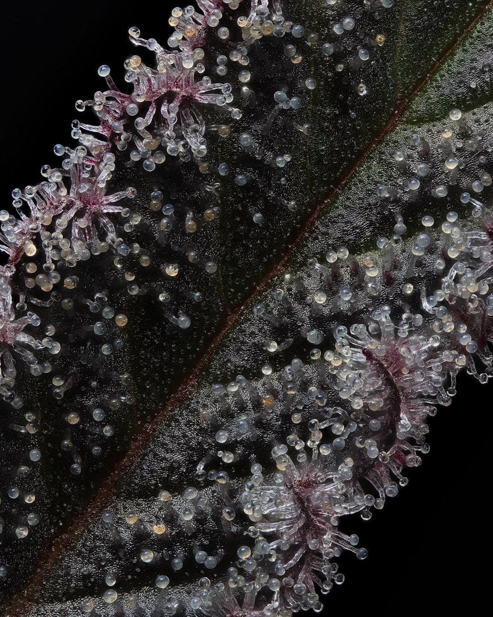 So much character in the leaves