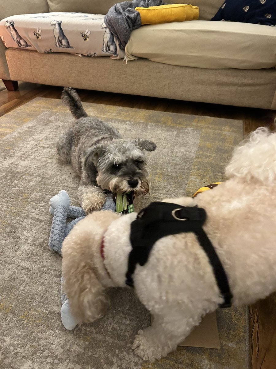 DrIanCollen's tweet image. Happy 9th birthday to the best boy, Spencer! @Mutleyrocks His wee mate Hugo is here for a partay 🥳 @tonebone91 @Katie_Kildea