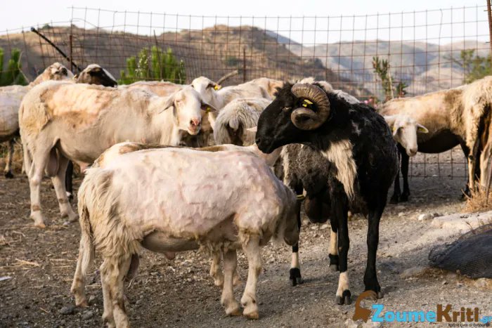 εχουμε κουρες σημερα?  #gntmgr