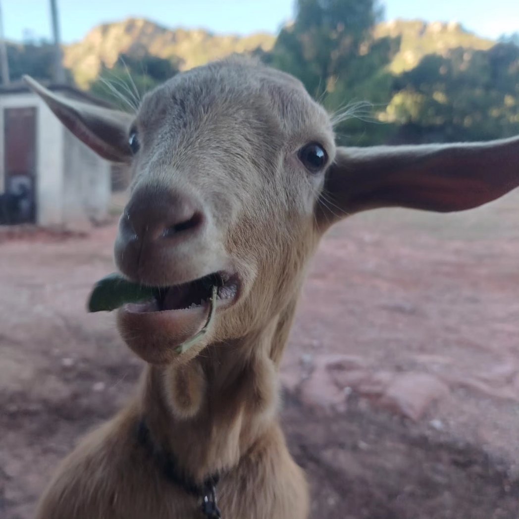 Qui descansa i qui demana, un espai i moltes formes de viure'l.
Aquests dies comencem a tenir parts i avui una cabra ens ha parit  a la muntanya i ha tornat tard al corral, molt contents de què ho hagi fet amb el seu cabrit. Ara ja descansa al corral amb la resta del ramat.