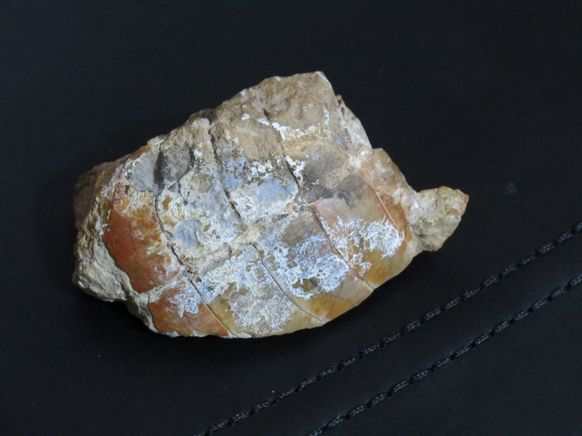 این سنگواره را احمد <a href="/ahmadmousavia/">Amay</a> اطراف کاکانِ بویراحمد جُست. به من امانت داده که برسانمش به دست عرفان خسروی <a href="/Erfan_khosravi/">ᴉʌɐɹsoɥʞ uɐɟɹǝ ◆ عرڡاں حـســـروے</a>. و البته من نمی‌رسانمش. [خودش خواست بیاد بگیره].