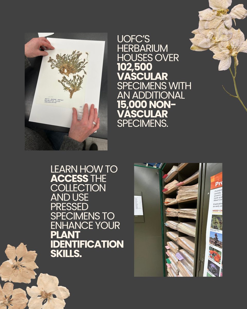 Alberta Native Plant Council (@plantsalberta) on Twitter photo 