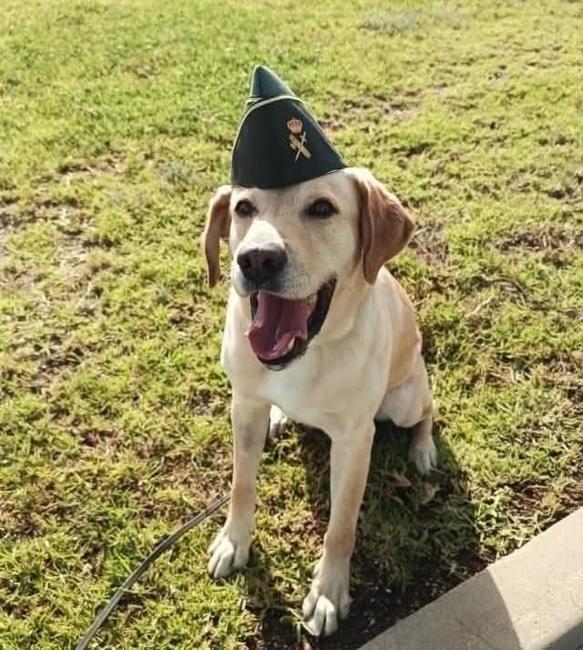 MqGuardiaCivil's tweet photo. Ola k ase.
ola k ase.
ola k ase.
¡cuantame lo k ase
trobajando o k ase
con el perro o k ase!
Guuuuaaaaaauuuuu
#Compañerosde4patas
#ServicioCinológico
#k9 #k9police #dogpolice #policedog #doglover https://t.co/V6M59gVRTv