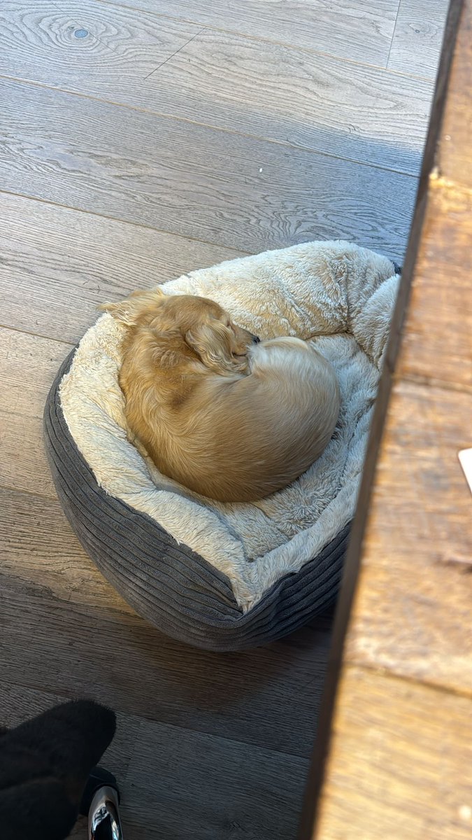 🆘28 NOV 2025 #Lost Lola #ScanMe
Dachshund: Miniature Female #SausageArmy
Fields behind Nine Ashes Road #NineAshes Ingatestone near The Christmas Tree Farm #CM4 County: #Ingatestone #Essex
doglost.co.uk/dog/201077