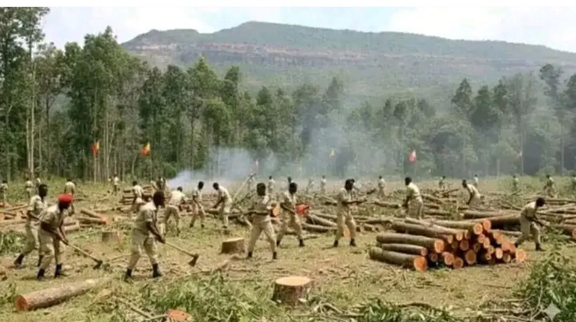 Formerly known as #TDF now TPLF killer army is a threat for Tigray . 

Here they are cutting trees, deforestation 

TPLF must go