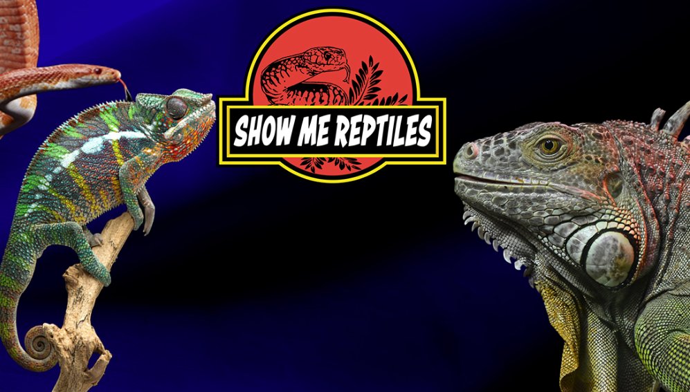 Show Me Reptiles &amp; Exotic Show returns to OKC Fair Park Dec 6 - 7!
🐸 Explore a variety of plant vendors, aquatics, and exotics
🐢 Shop feeders, enclosures, décor
🦎 Learn, discover, and experience reptiles up close!
🔗 bit.ly/4pvTzno