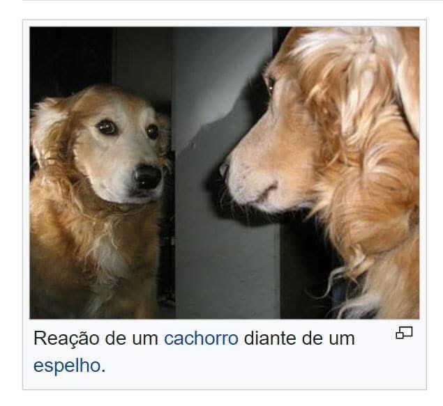 cachorro tweet media