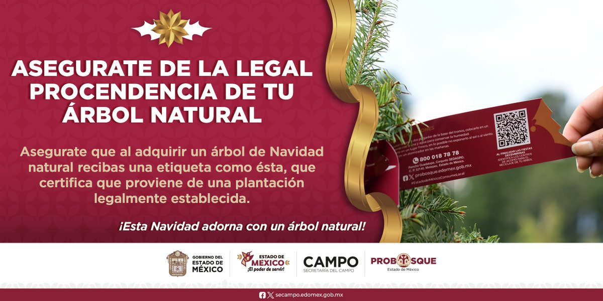 Al comprar tu #ÁrbolDeNavidadNatural, asegúrate de que tenga su etiqueta oficial. Eso garantiza que viene de una plantación legal y sustentable.
Así no solo decoras tu hogar, también apoyas a silvicultores mexiquenses e impulsas la economía local.
probosque.edomex.gob.mx/arboles_navidad