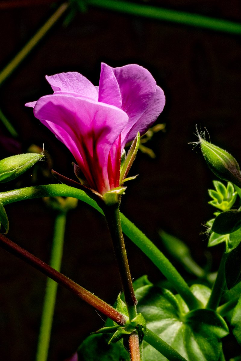 Armando Ayala tweet media