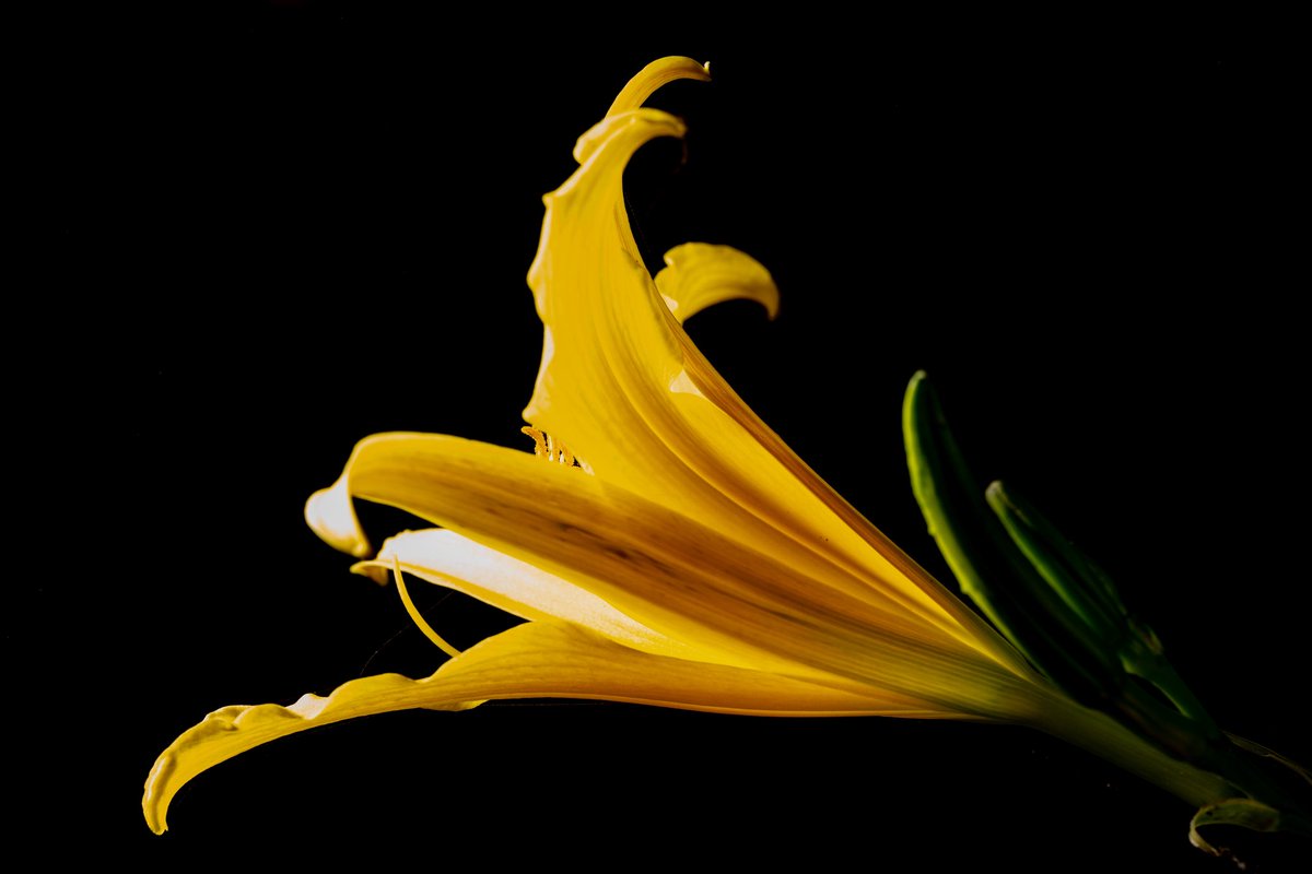 Armando Ayala tweet media