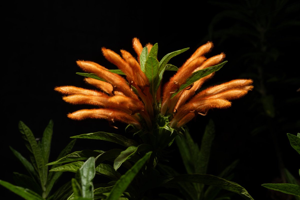 Armando Ayala tweet media