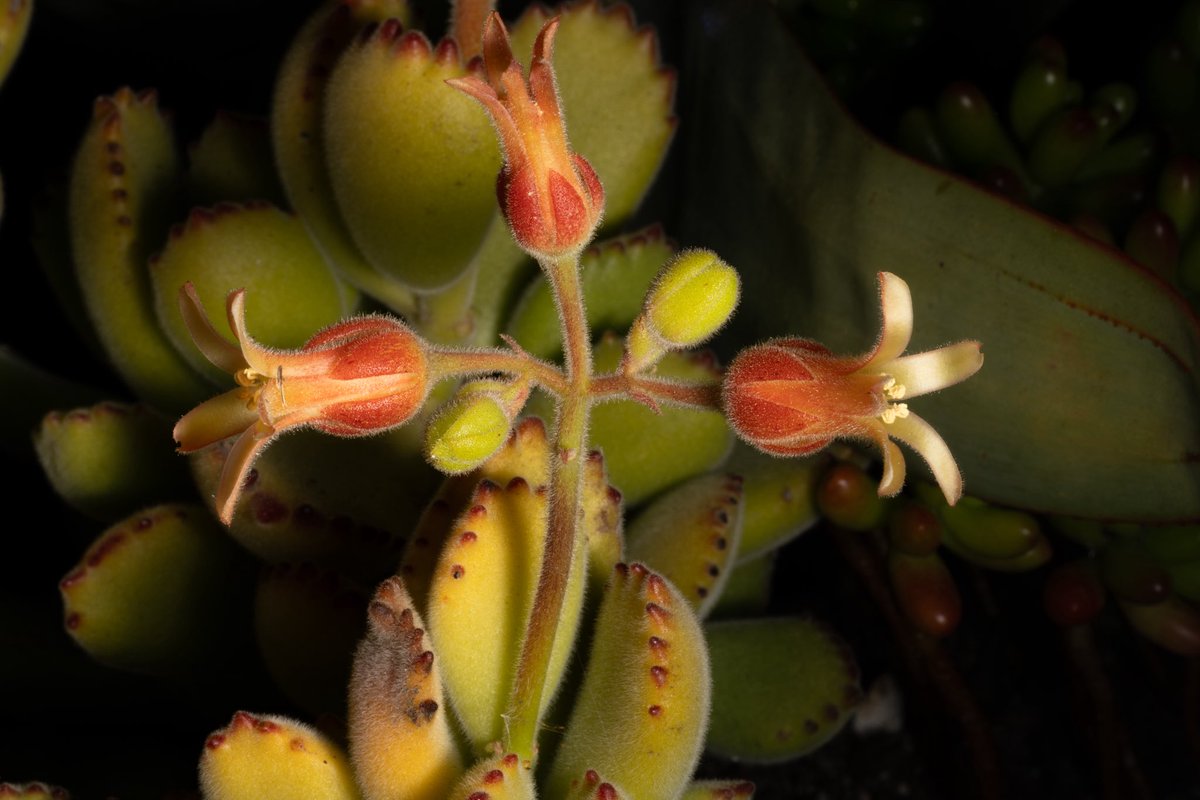 Armando Ayala tweet media