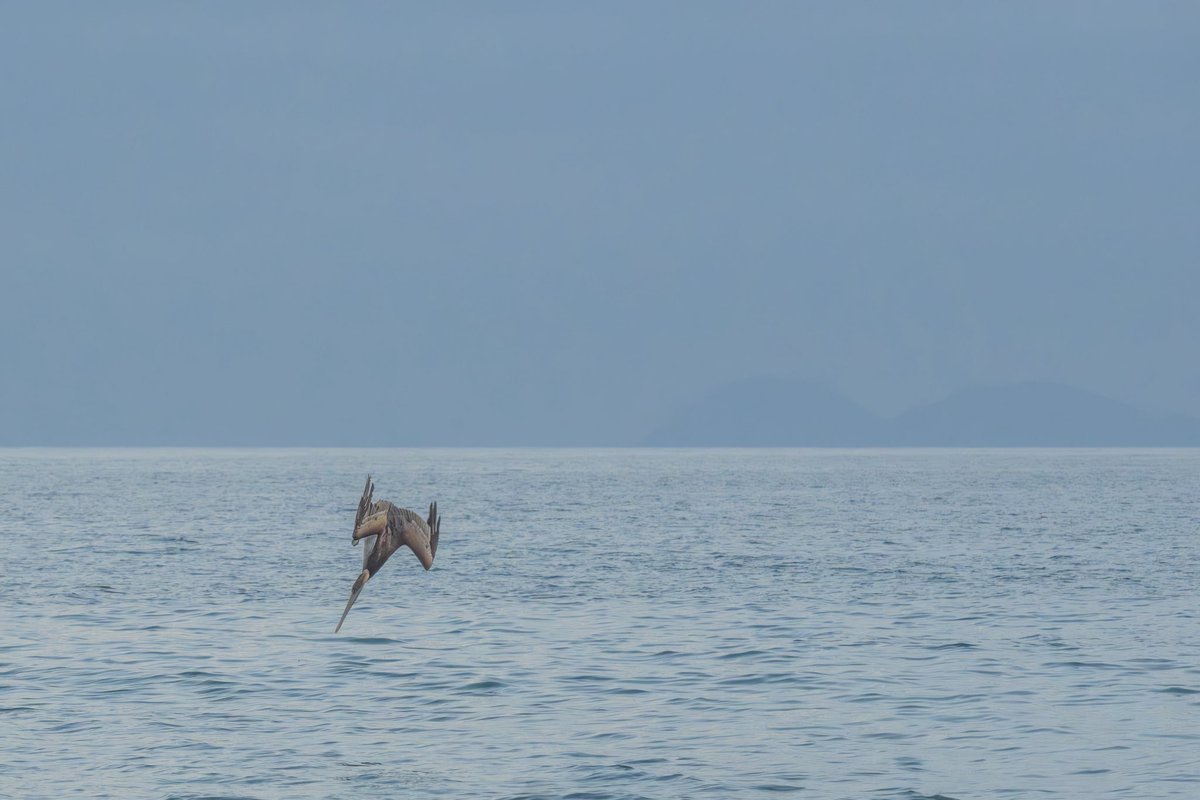 Armando Ayala tweet media