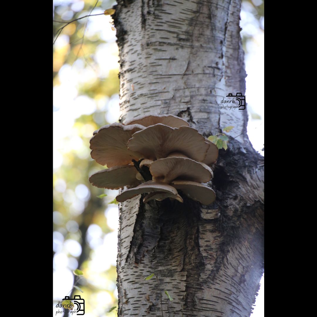 danrbphot0graph's tweet photo. Oyster Mushrooms Bracket Fungus!
#photo #photography #outdoors #autumn #autumn2025 #fall #fall2025 #leaves #autumnleaves #orangeleaves #tree #trees #autumntree #autumntrees #birch #birches #silverbirch #silverbirches #oystermushrooms #bracketfungus #fungus https://t.co/7PZ3ji1xAn
