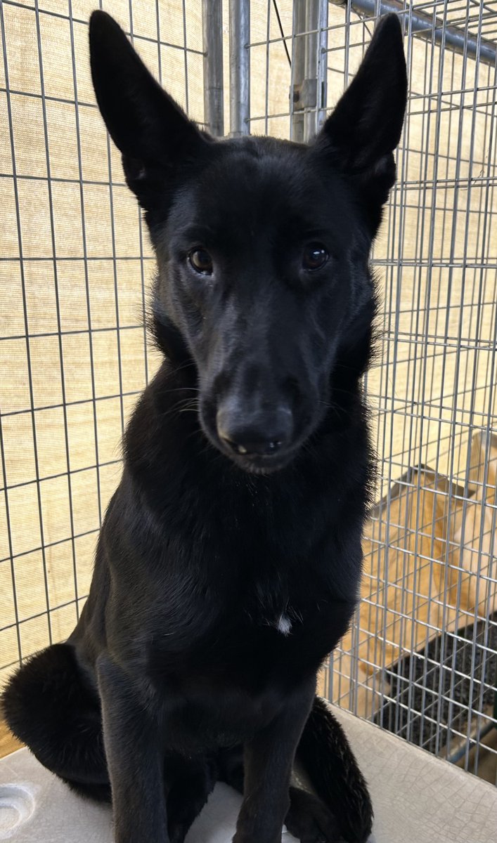 Meet Ink!  This 1½-year-old black shepherd girl is sweet and packed with enthusiasm. Ink has plenty of playful energy to share and loves spending time with other dogs.
ID# A250212

Visit Animal Services today! tcanimalservices.org/animalservices…
#TulareCounty #adoptdontshop #pets #dog
