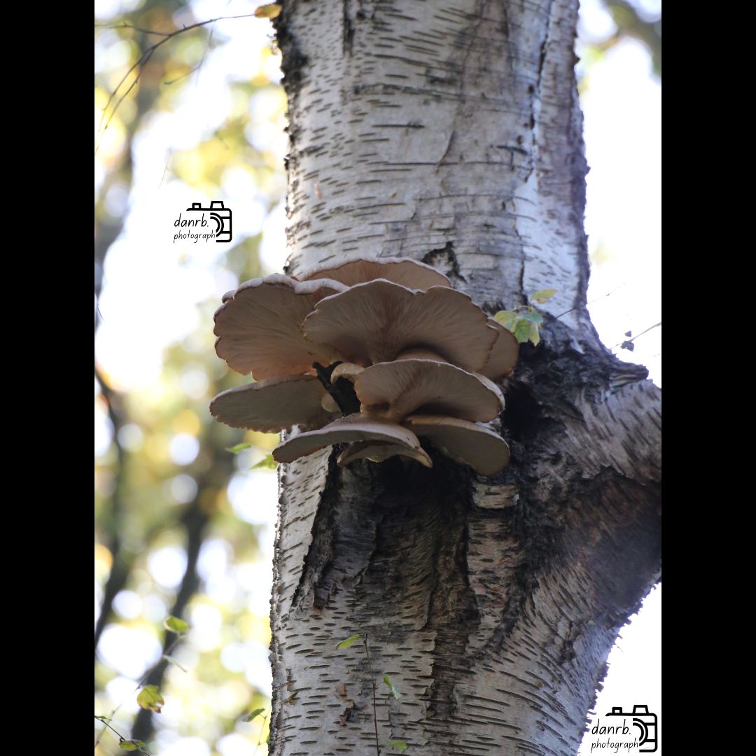 danrbphot0graph's tweet photo. Oyster Mushrooms Bracket Fungus!
#photo #photography #outdoors #autumn #autumn2025 #fall #fall2025 #leaves #autumnleaves #orangeleaves #tree #trees #autumntree #autumntrees #birch #birches #silverbirch #silverbirches #oystermushrooms #bracketfungus #fungus https://t.co/7PZ3ji1xAn