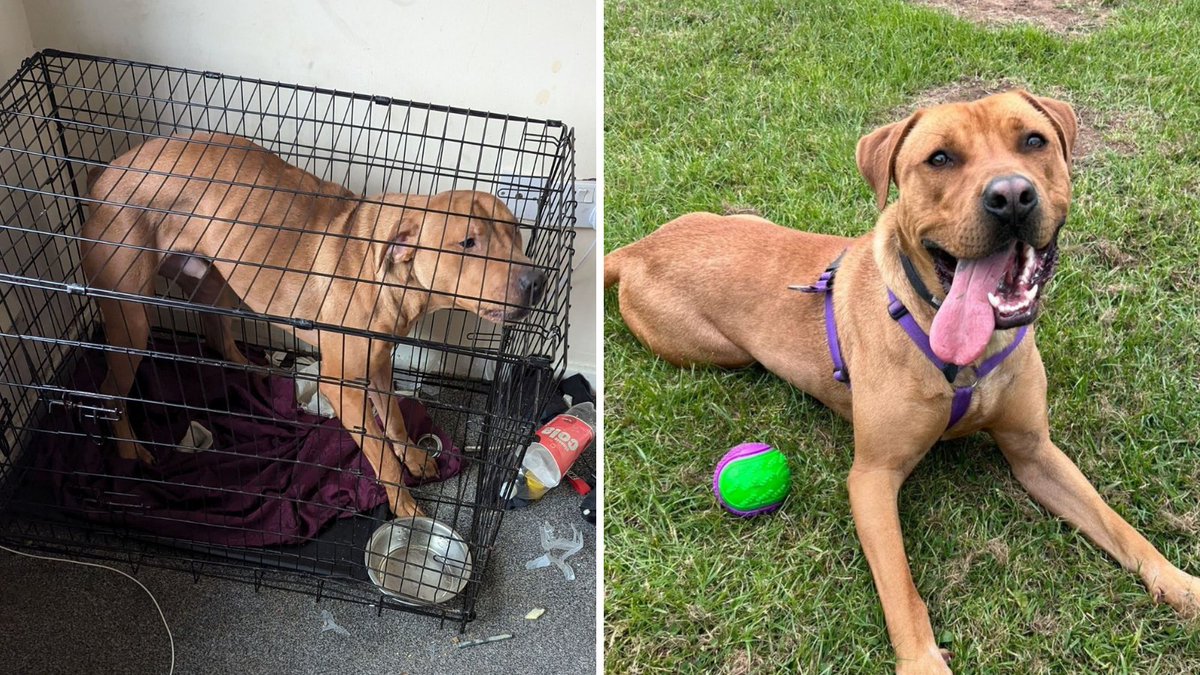 We found Simba crammed in a cage, with just a soiled blanket and an empty water bowl 💔

Thanks to months of positive reinforcement training and TLC from RSPCA Great Ayton, he's now ready to find his family.

Could you give him the home he needs? bit.ly/49DZ92w
