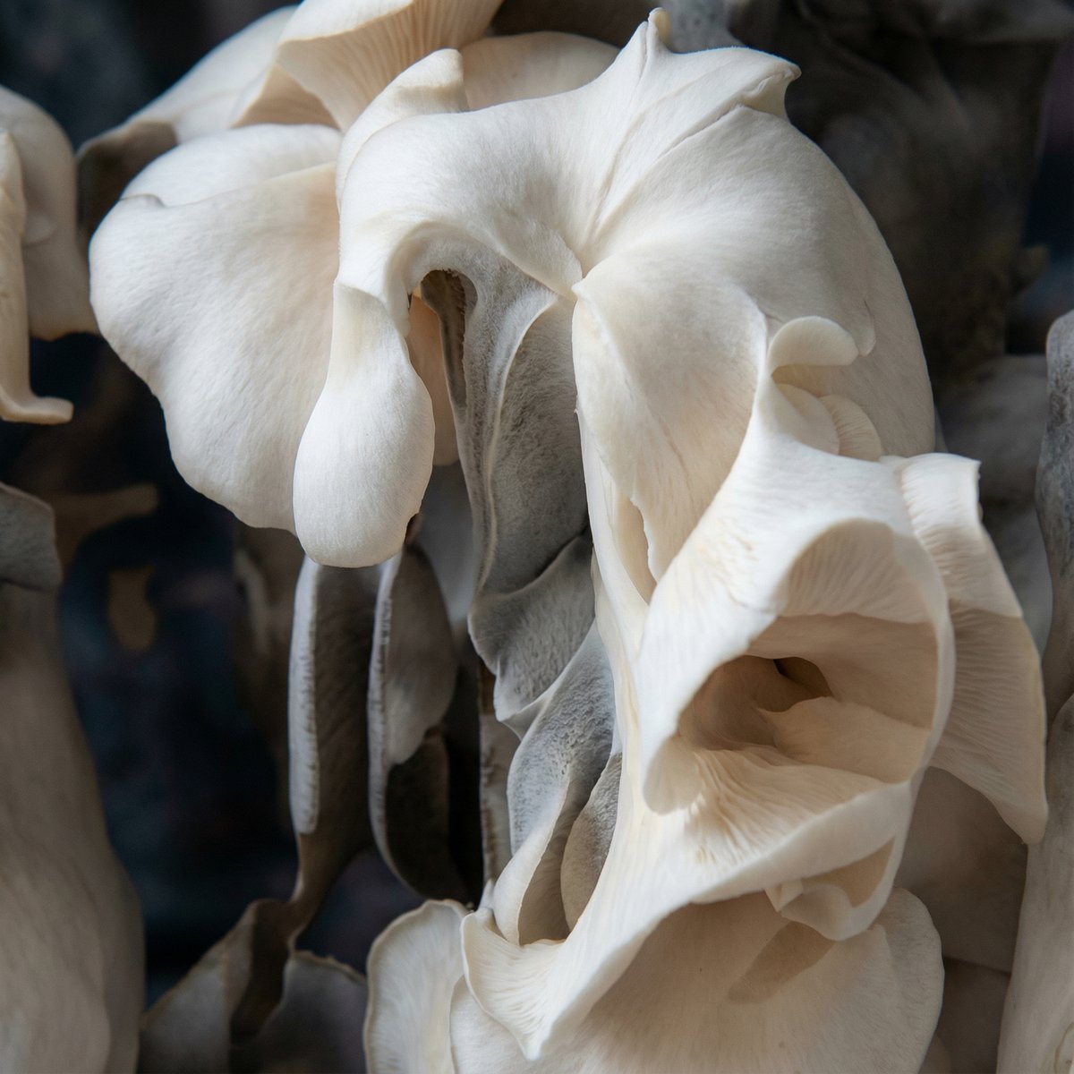 Guidance images and NB Pro outputs