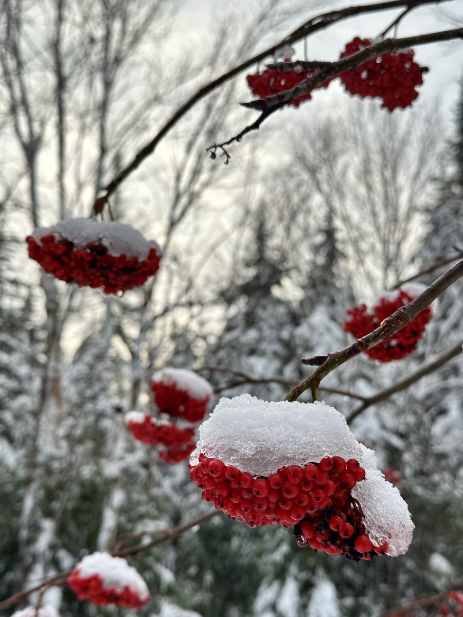 btleparadis's tweet image. Belle fin d’après midi ♥️