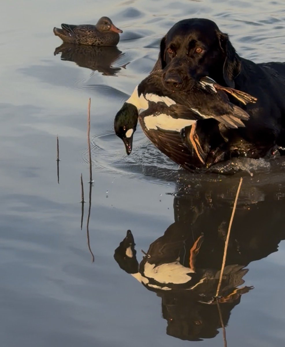 SuzieQuackers2's tweet image. Maybe the best Dog and Duck picture that I have been fortunate enough to take so far! I cant believe some day&apos;s he&apos;s mine! #Tugboat #HuntingFeedsMySoul #Reflection