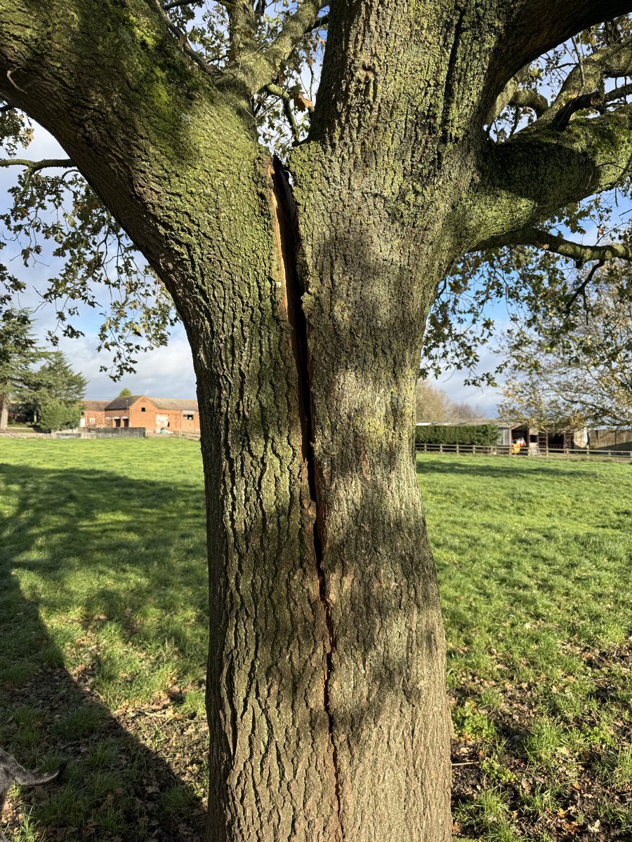AHolt06's tweet photo. Tree repair 🤞🏼 https://t.co/V9sHeAC7FA