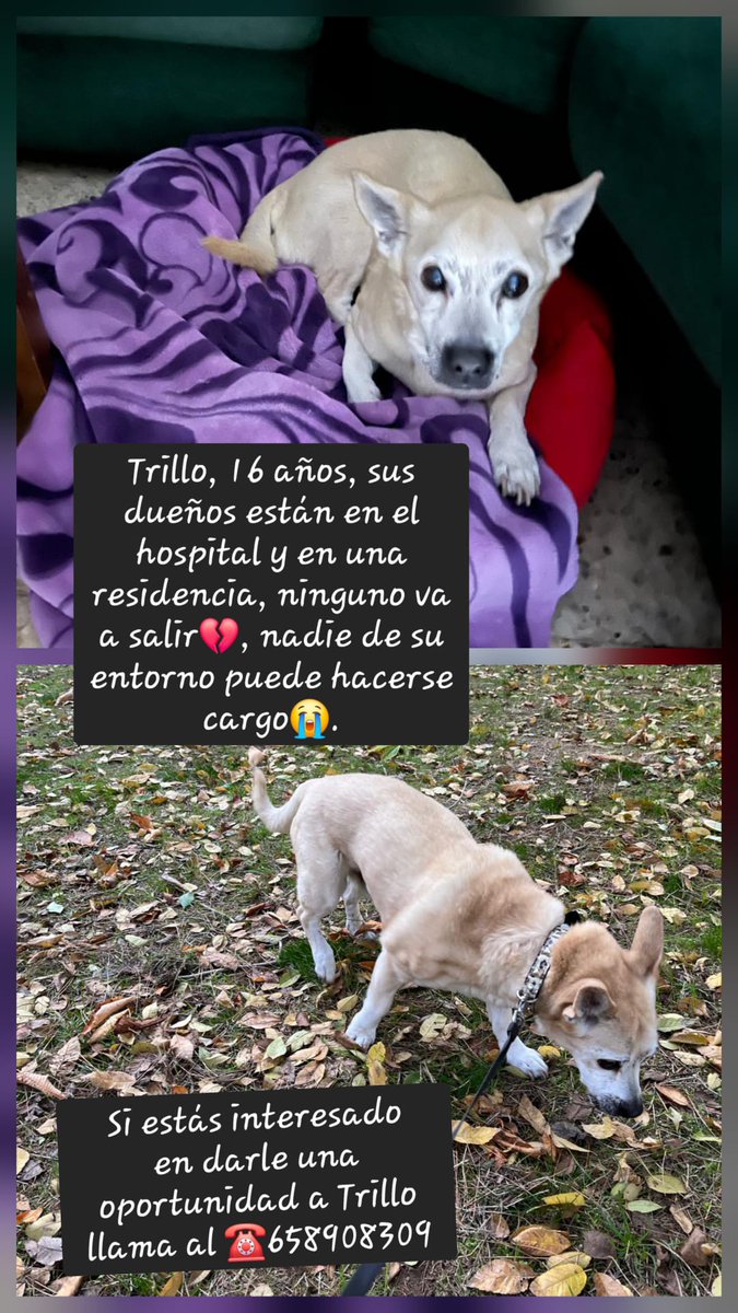 #Madrid
Este pequeño es #TRILLO. Tiene 16 añitos y una necesidad enorme de encontrar un nuevo hogar porque apenas tiene familia... Sus humanos; uno está en el hospital terminal y el otro con alzhéimer en una residencia. Solo queda el hijo de ambos que no puede quedárselo.

Es