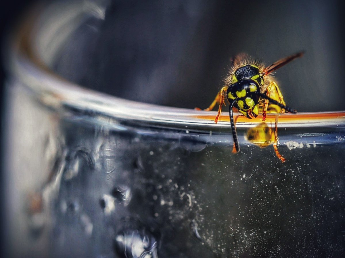 chrisbu03352910's tweet image. #AlphabetChallenge #WeekVforVowels
Inebriated Insect Escaping After Almost drowning in Ale..
📸